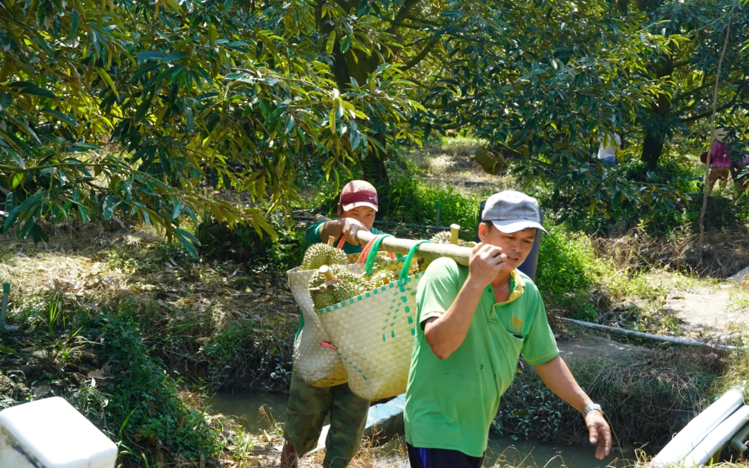 Thế khó của nông dân trồng sầu riêng ở miền Tây
