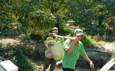 Thế khó của nông dân trồng sầu riêng ở miền Tây
